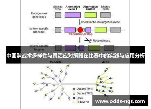 中国队战术多样性与灵活应对策略在比赛中的实践与应用分析